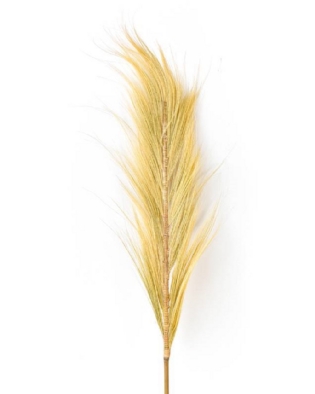 Capim dos Pampas Bequia A:180cm