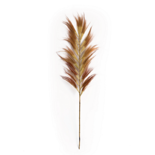 Capim dos Pampas Kawe 2 Metros