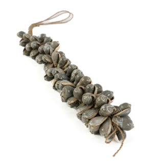 Adorno Conchas Luzon - Ø:06 X A:55 CM