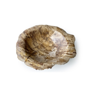 Bandeja Arvore Petrificada Calist  A-10 X L-27 X C-34